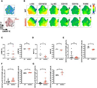 Androgen Receptor Signaling Positively Regulates Monocytic Development